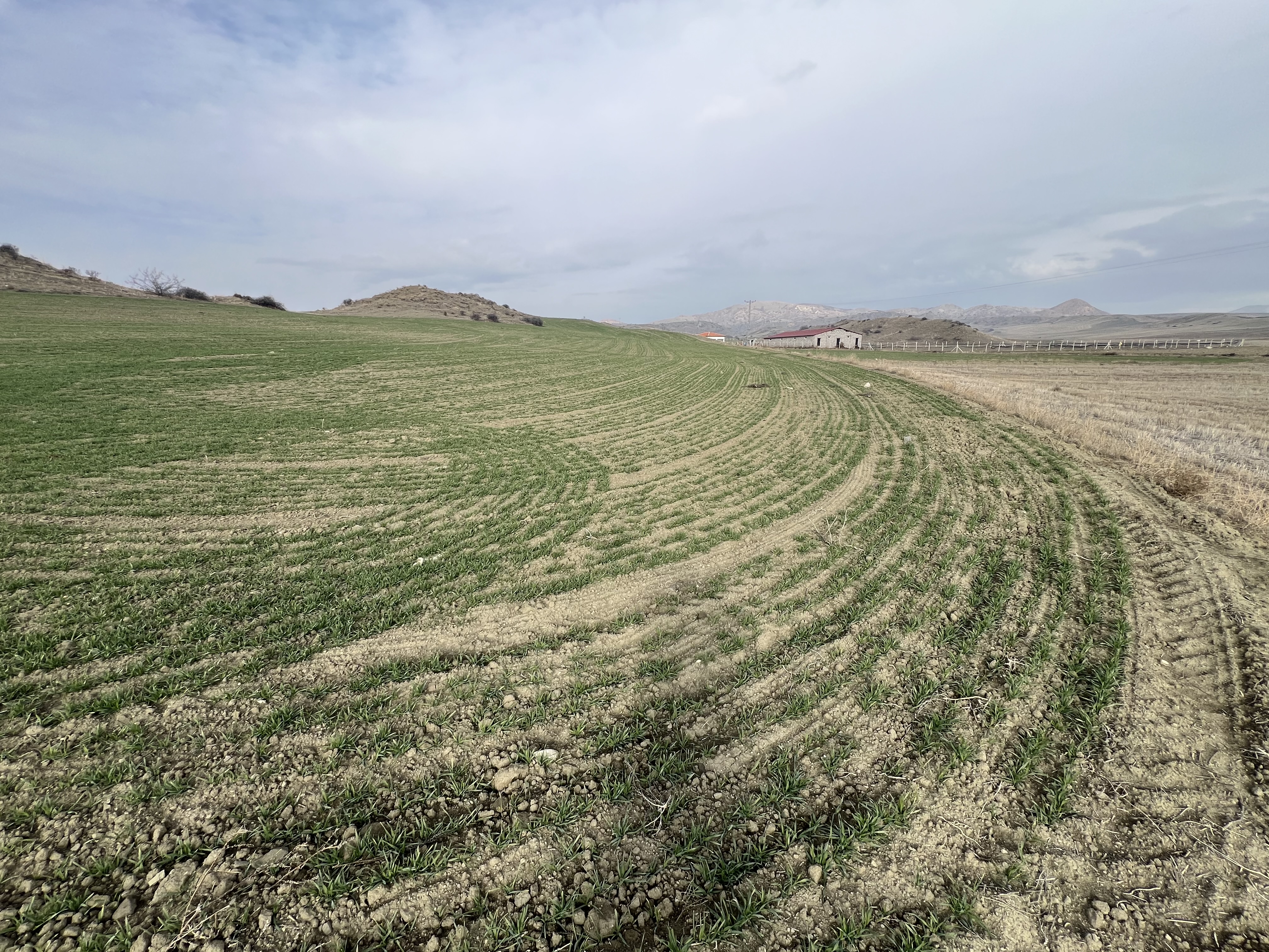 Sungurlu Cevheri Mahallesinde Satılık 4991 M2 Tarla